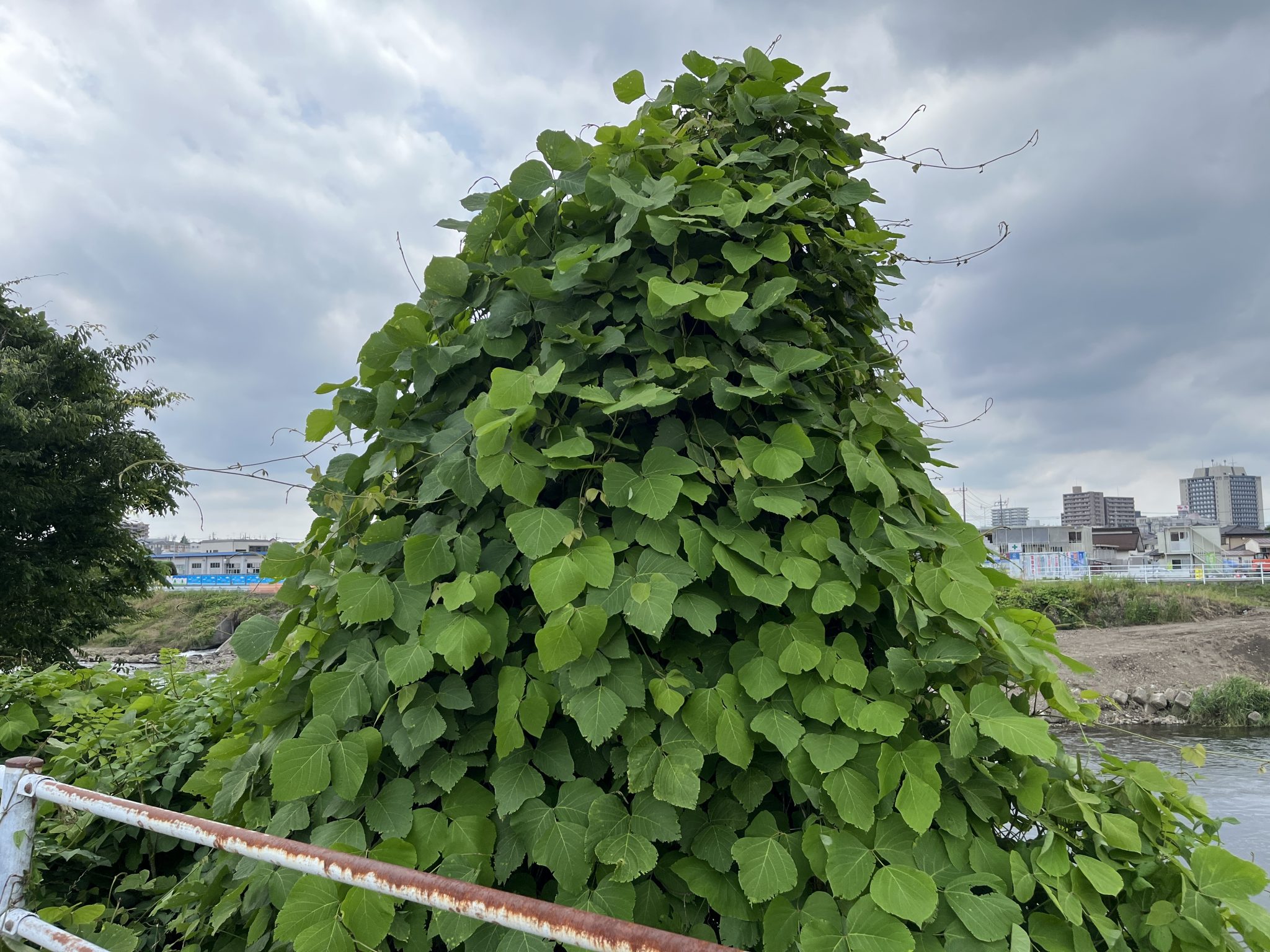 悪魔的に増殖する厄介な雑草、クズとどう付き合う? | 自然観察・昆虫 【BE-PAL】キャンプ、アウトドア、自然派生活の情報源ビーパル