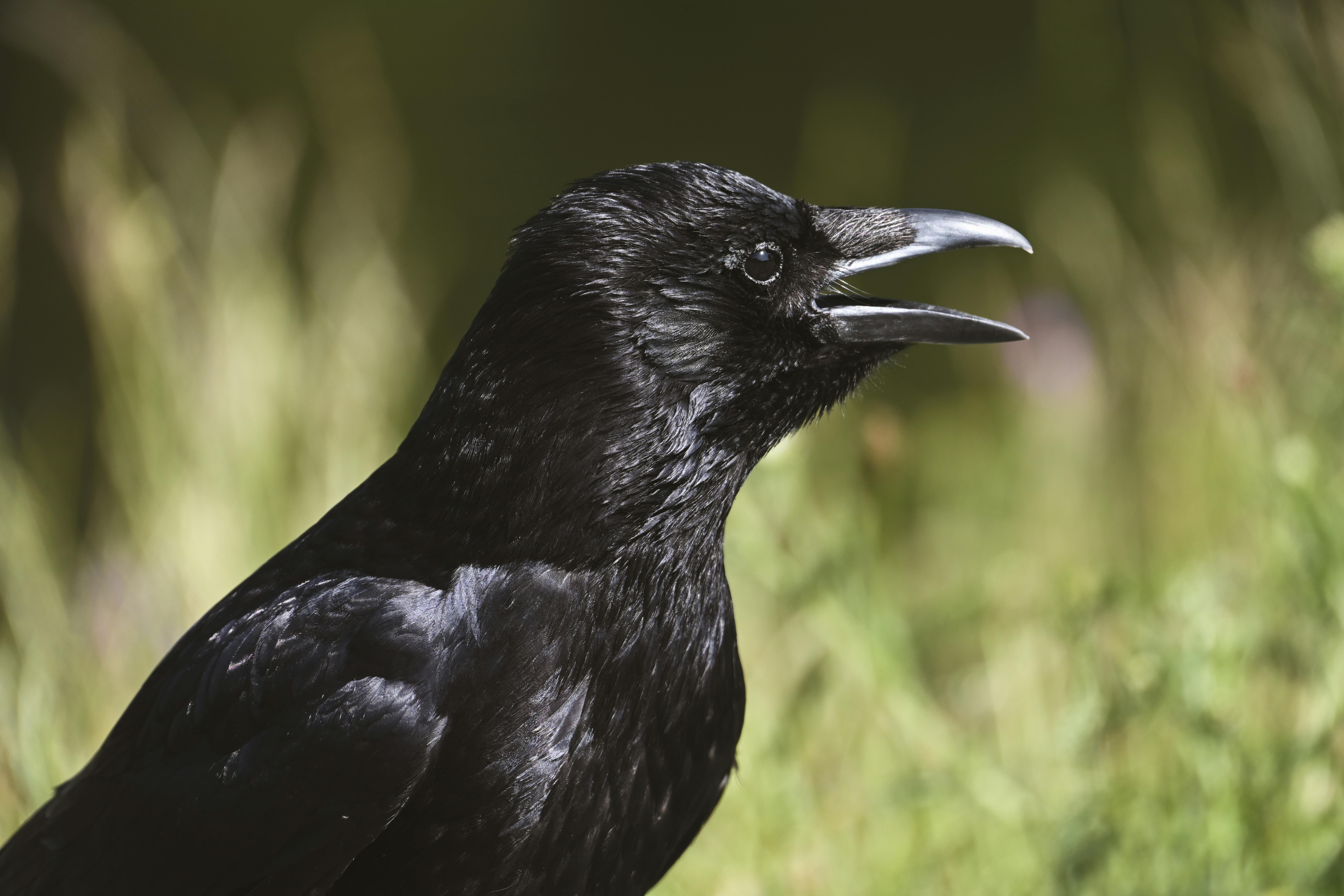 キャンプでできるカラス対策！寄せ付けない方法や対策グッズを