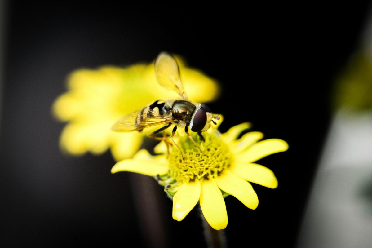 黄色の花にとまったハチ