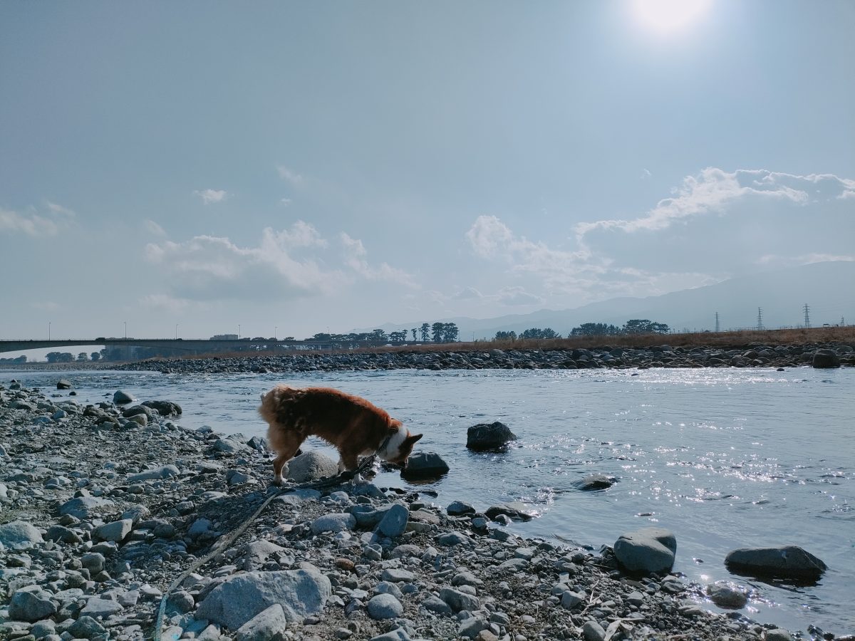 川と愛犬