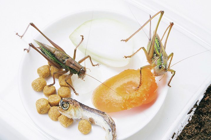 エサを食べるキリギリス