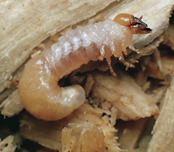 カブトムシの幼虫
