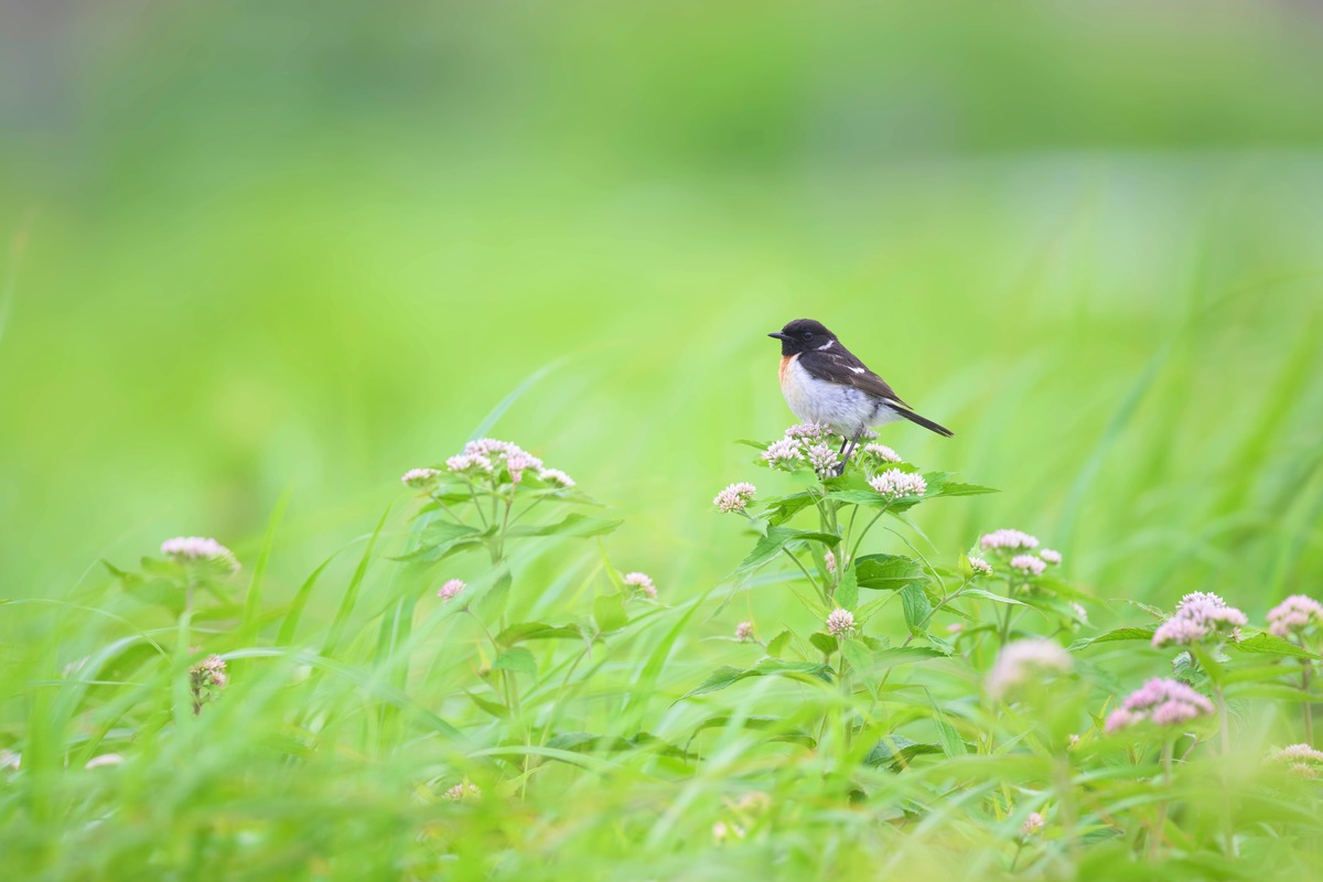 日本百名山・霧ヶ峰で夏の鳥ノビタキに会おう!オス、メス、幼鳥も写真で紹介