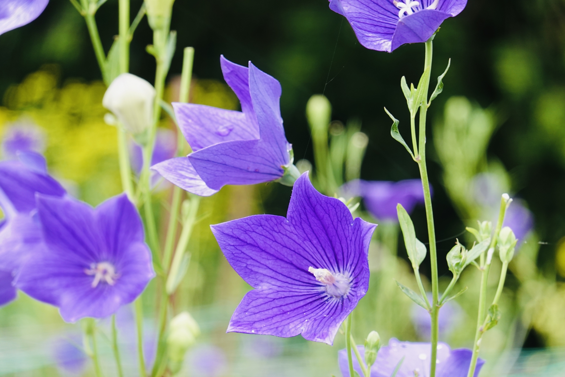 桔梗の季節はいつ？夏に咲く秋の七草の魅力と関東の名所を紹介 | 自然