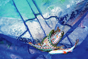 網でとらえた魚