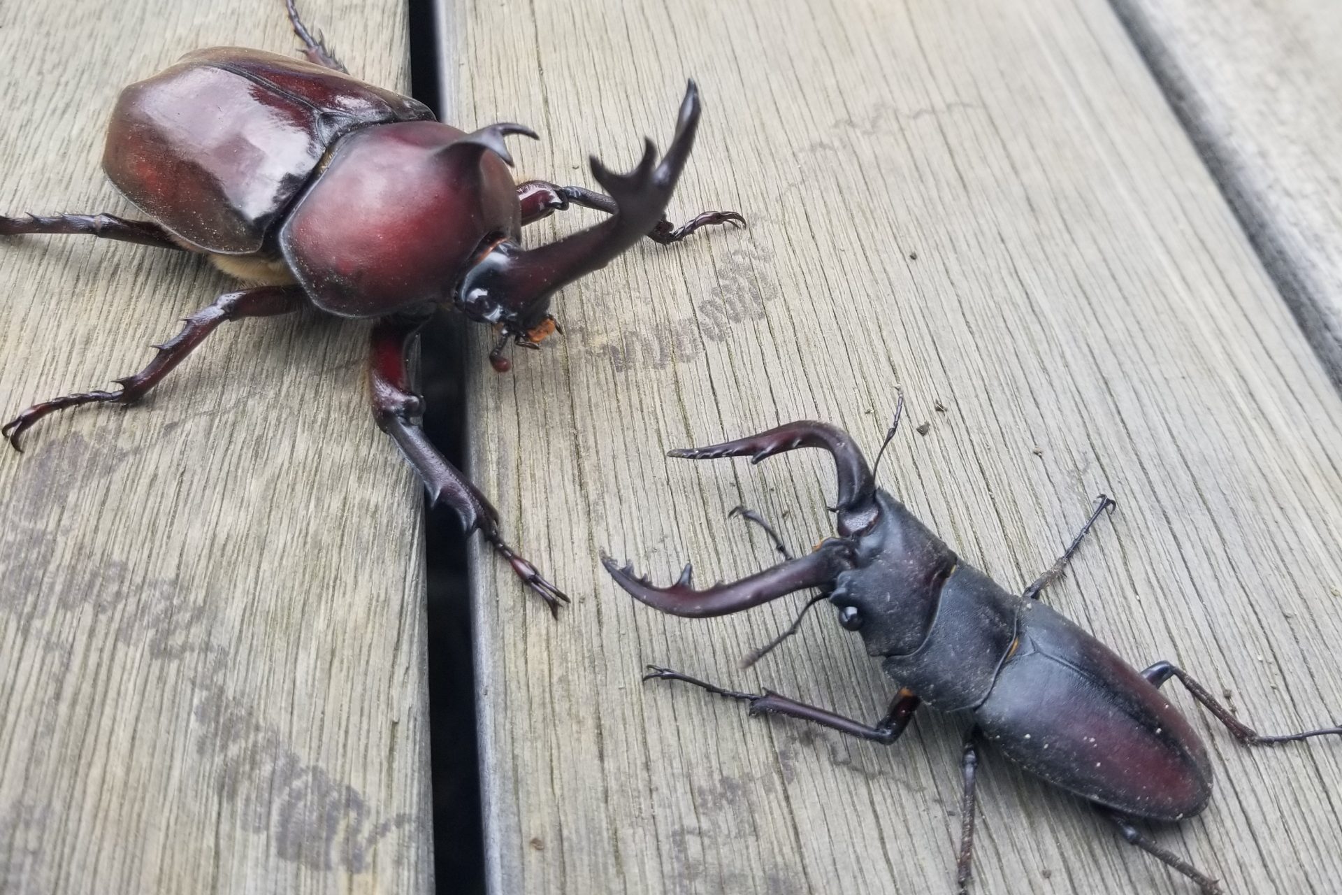 カブトムシとクワガタの違いとは?見た目以外の違いも解説!