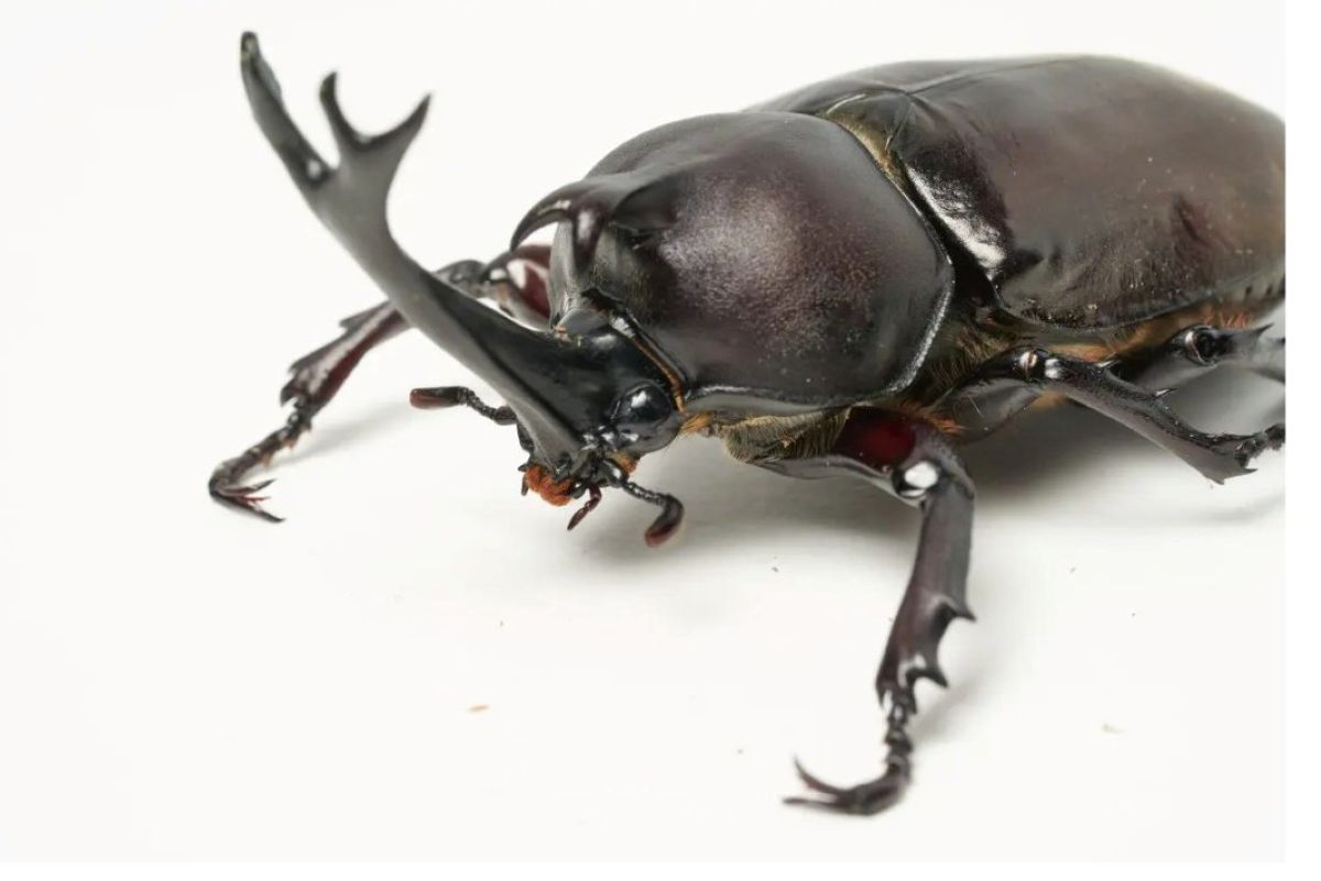 カブトムシのオスのアップ。