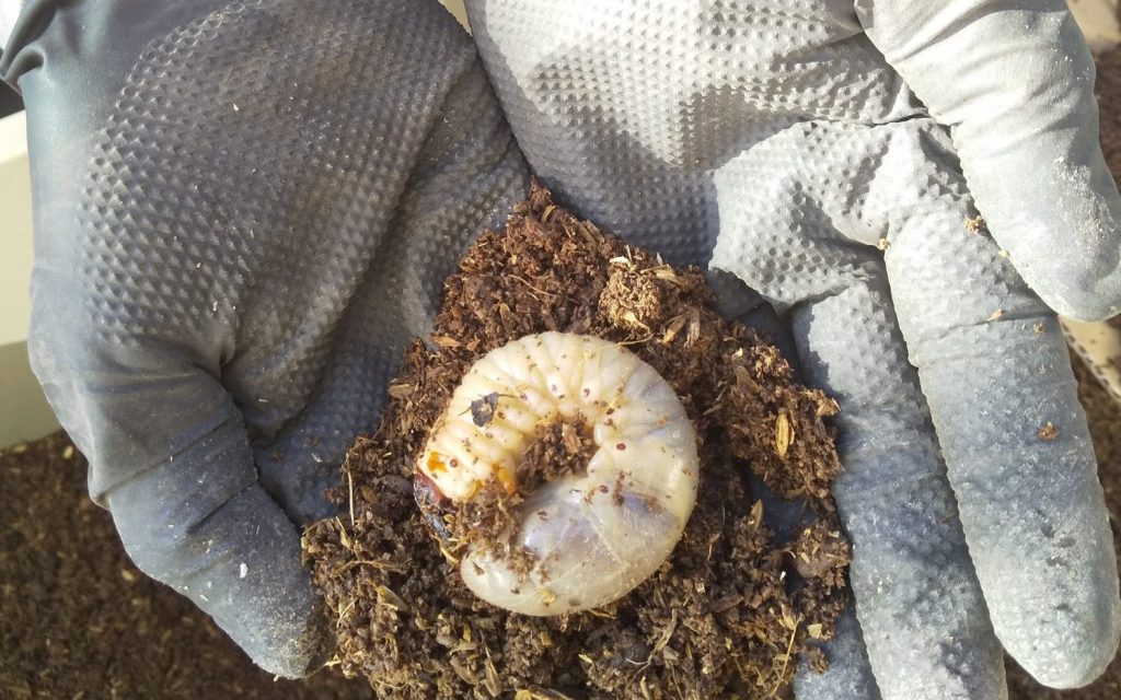 カブトムシの幼虫のアップ。