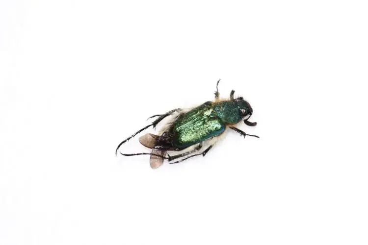オオヒゲブトハナムグリという虫