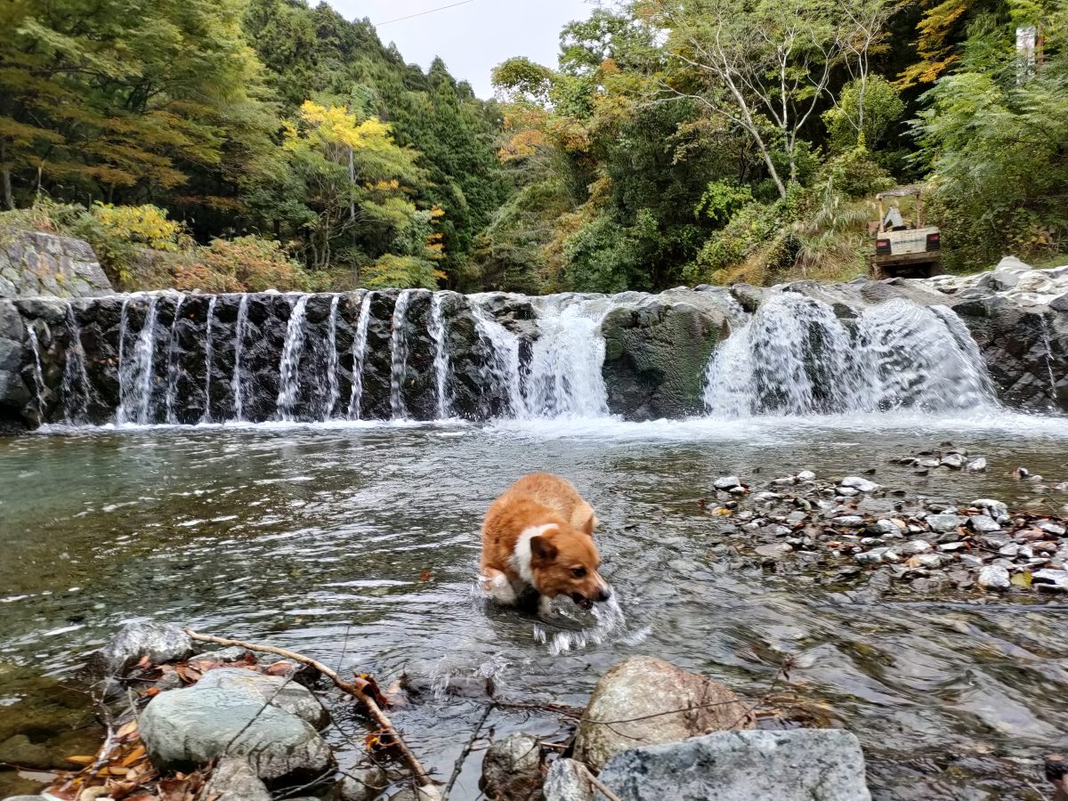 キャンプ場と愛犬
