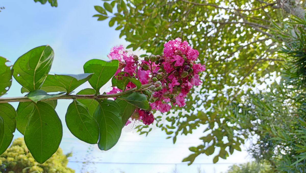 サルスベリの花。
