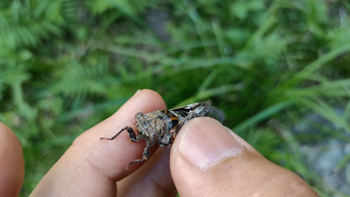 ニイニイゼミを手で持っていtる。