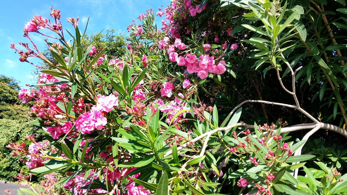キョウチクトウの花が咲いている。