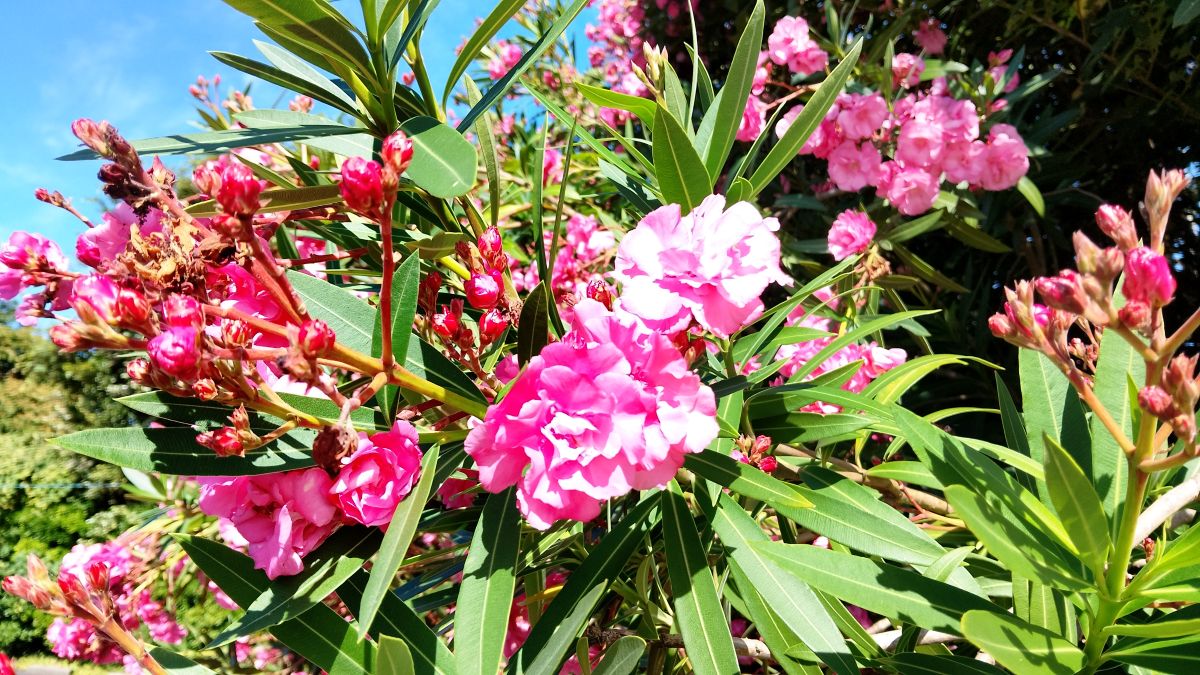 キョウチクトウの花。