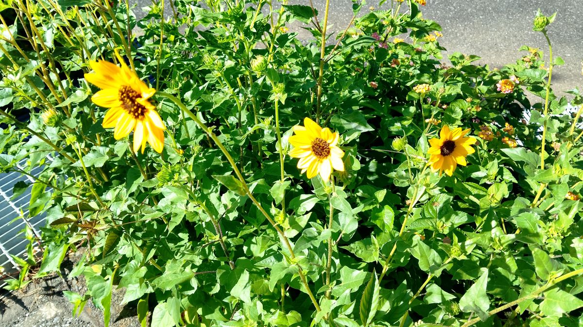 道沿いに植えられた夏の花木。