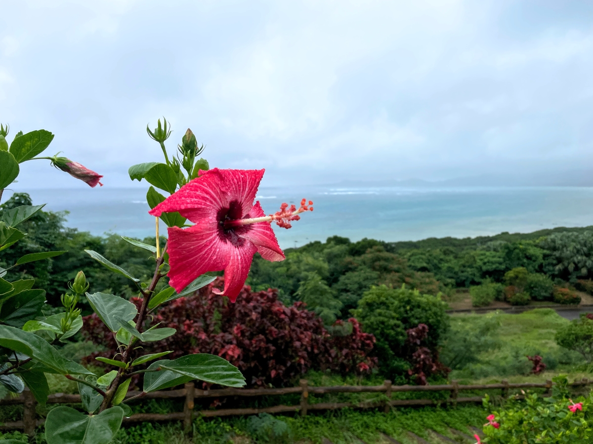 ハイビスカスの花。