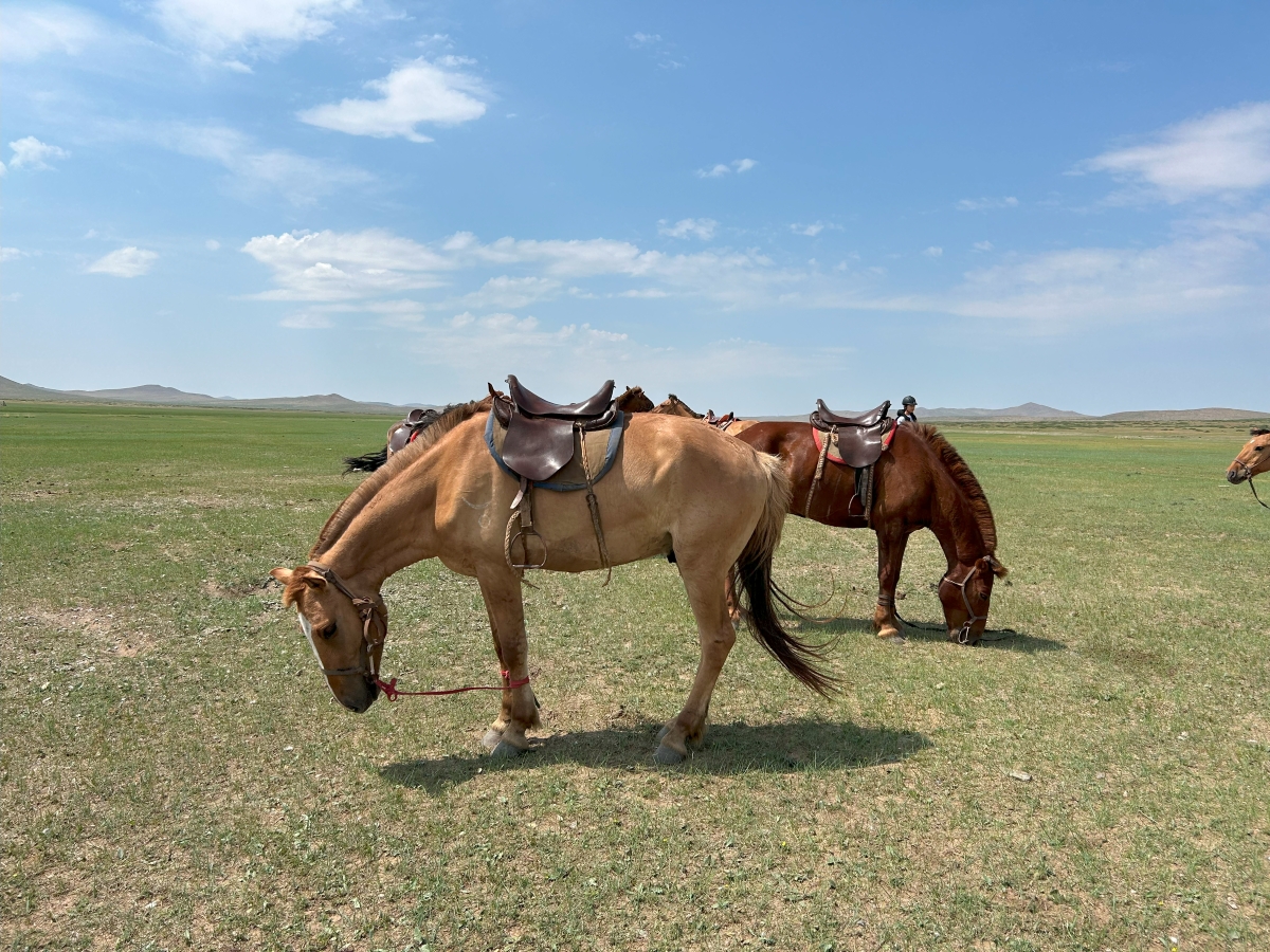 チンギス・ハーンの大遠征を可能にしたモンゴル馬の意外な特徴とは？【動物ドッキリクイズ・その29】