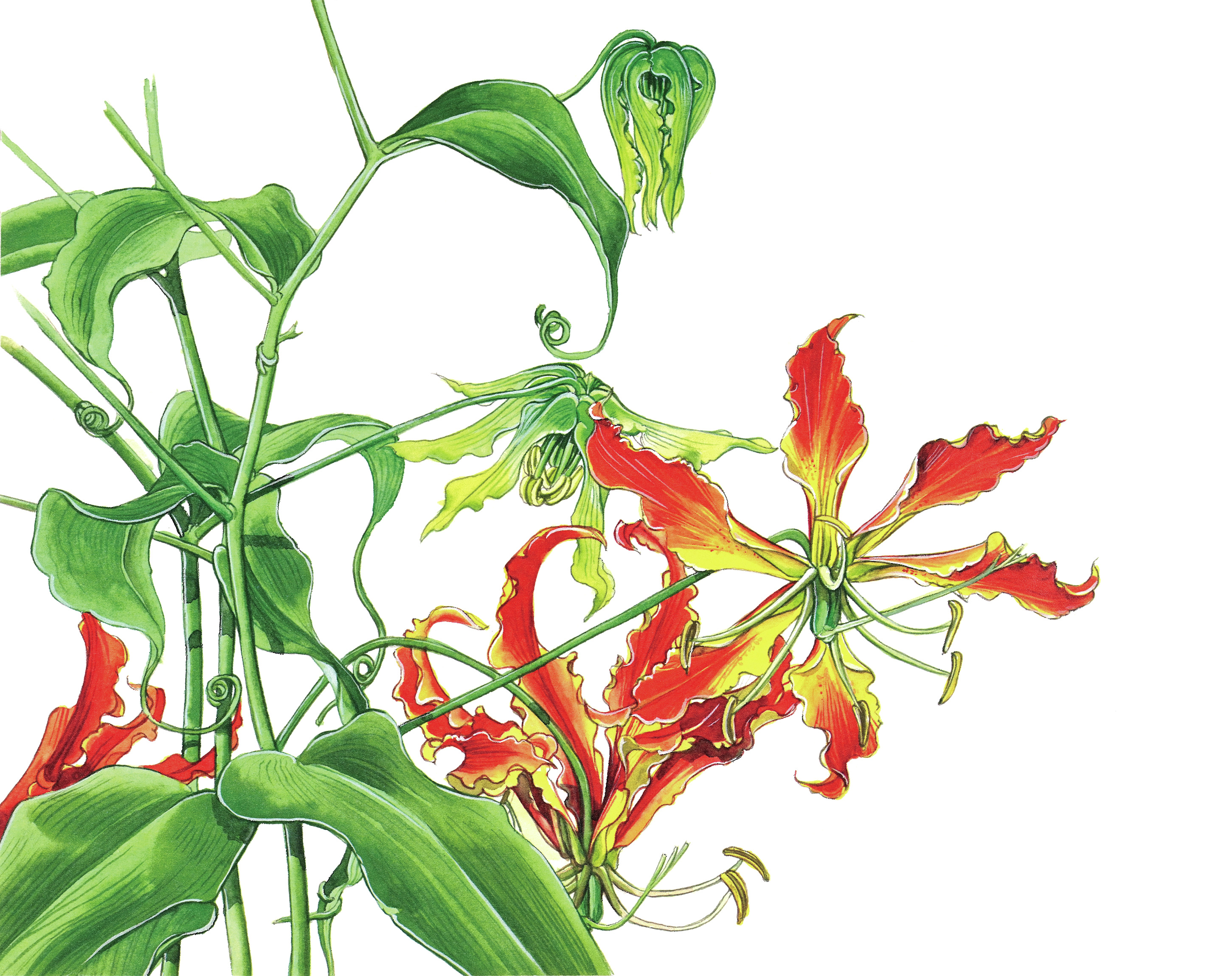 独特な花の形、先端が巻きひげになった葉…つる性の球根植物・グラリオサの不思議