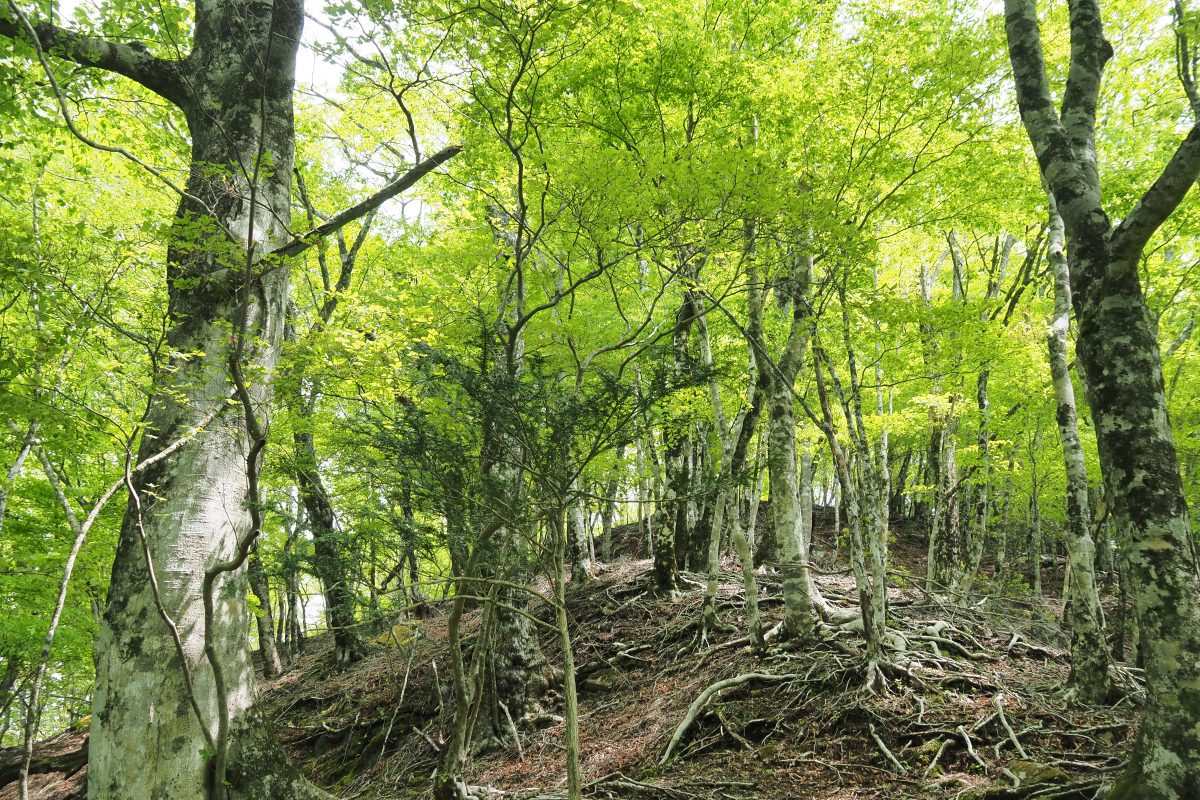 樹林帯
