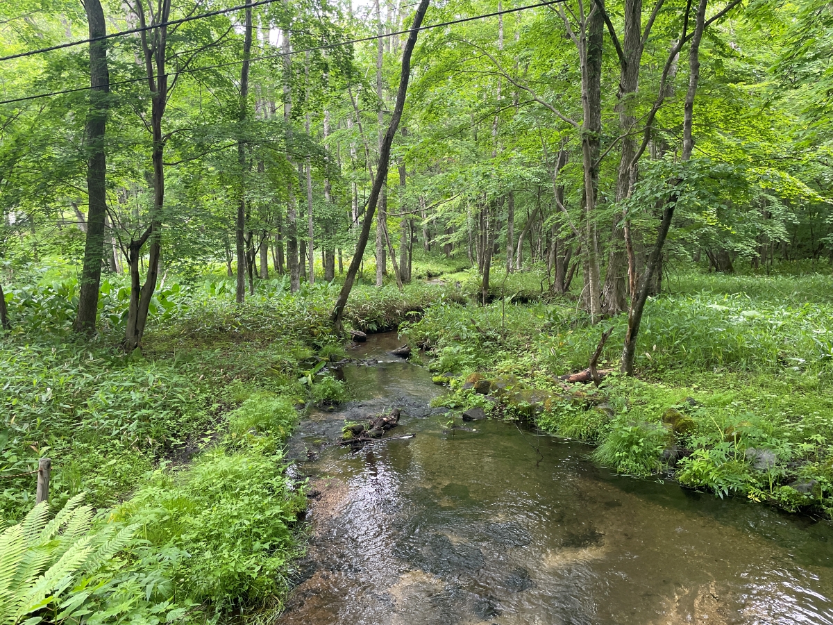 できれば教えたくない！北海道の大自然をまるっと体感できる白老「ポロト自然休養林」とは？