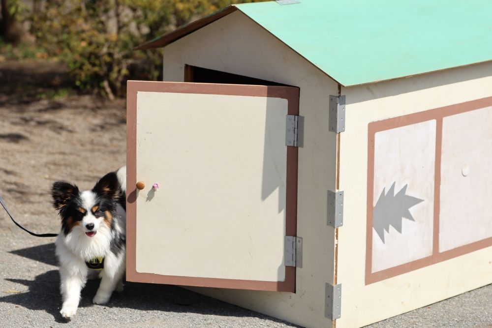 楽しみながら絆を深め、もしもの助けにも。『うちの子救助犬プロジェクト』【災害救助犬コアと家族の日記 Vol.29】