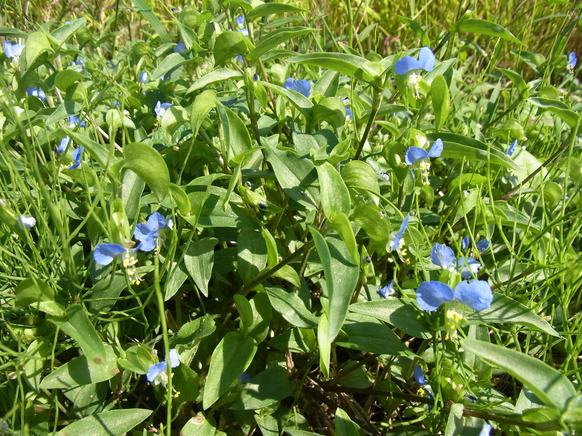 除草には７月がベスト！雑草と薬草の境界線上の植物・ツユクサのトリセツ