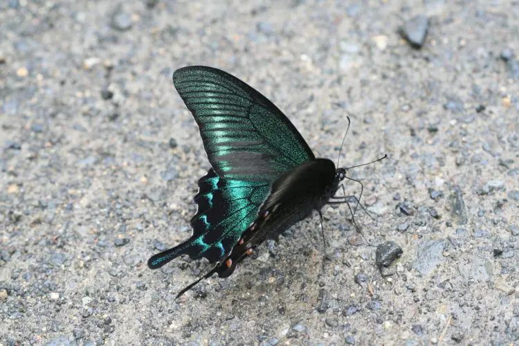 ミヤマカラスアゲハ
