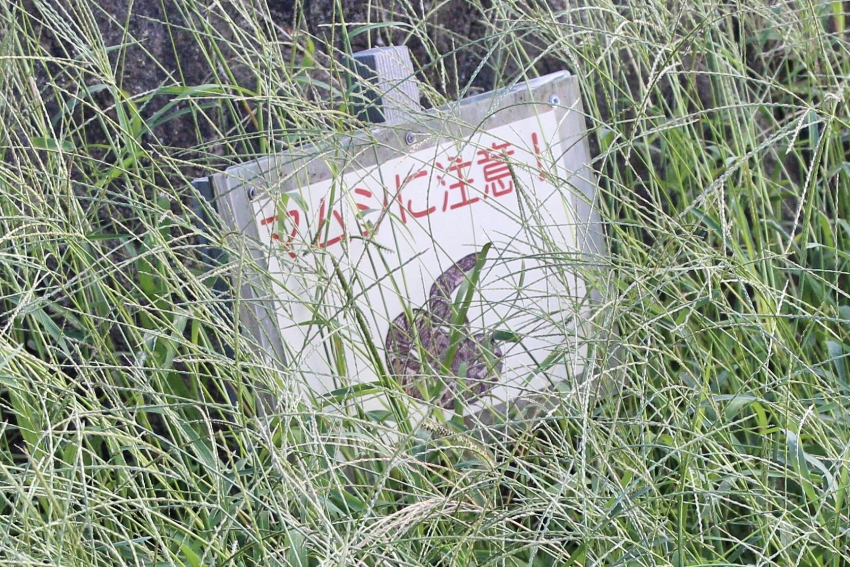 マムシってどんな蛇?特徴を知って被害を回避しよう