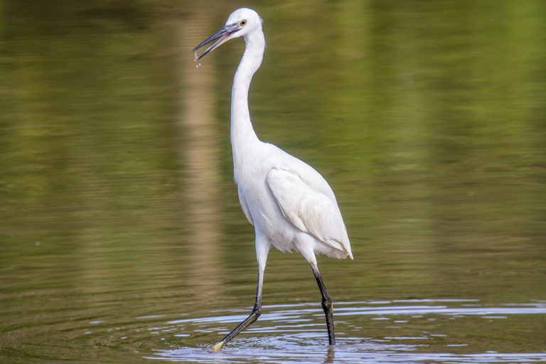 鷺とはどんな鳥?鷺の種類や観察方法、観測スポット3選を紹介 | 自然観察・昆虫 【BE-PAL】キャンプ、アウトドア、自然派生活の情報源ビーパル