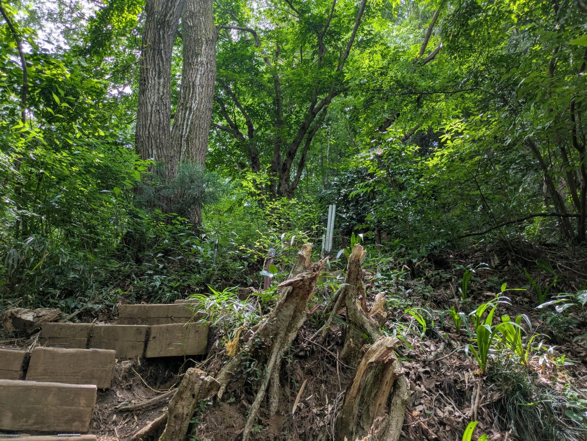 夏の登山道