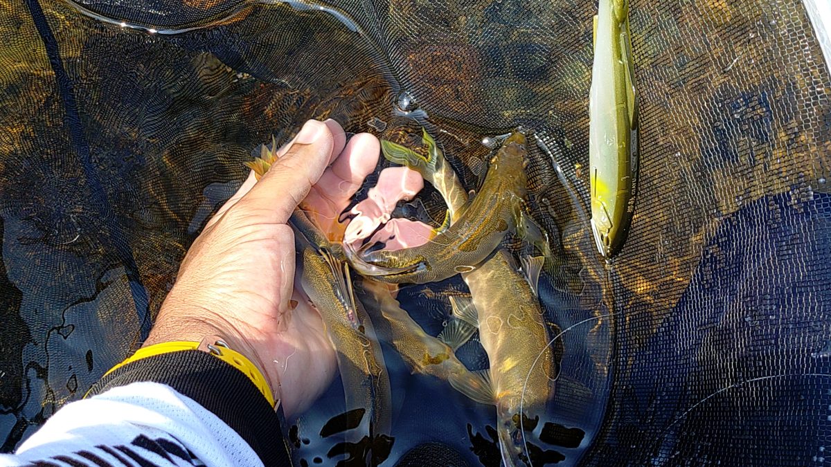釣れた野鮎