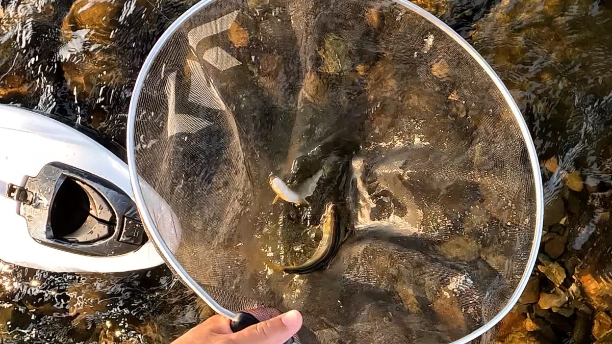 友釣りで釣れた野鮎
