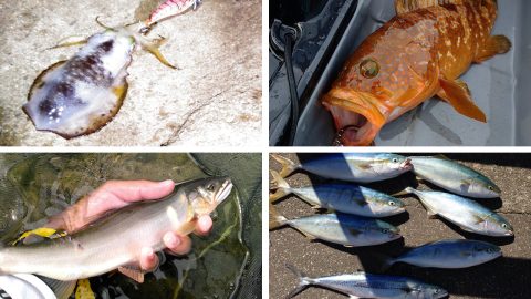 いよいよ釣りの盛期に突入！ 9月におすすめの釣り4選