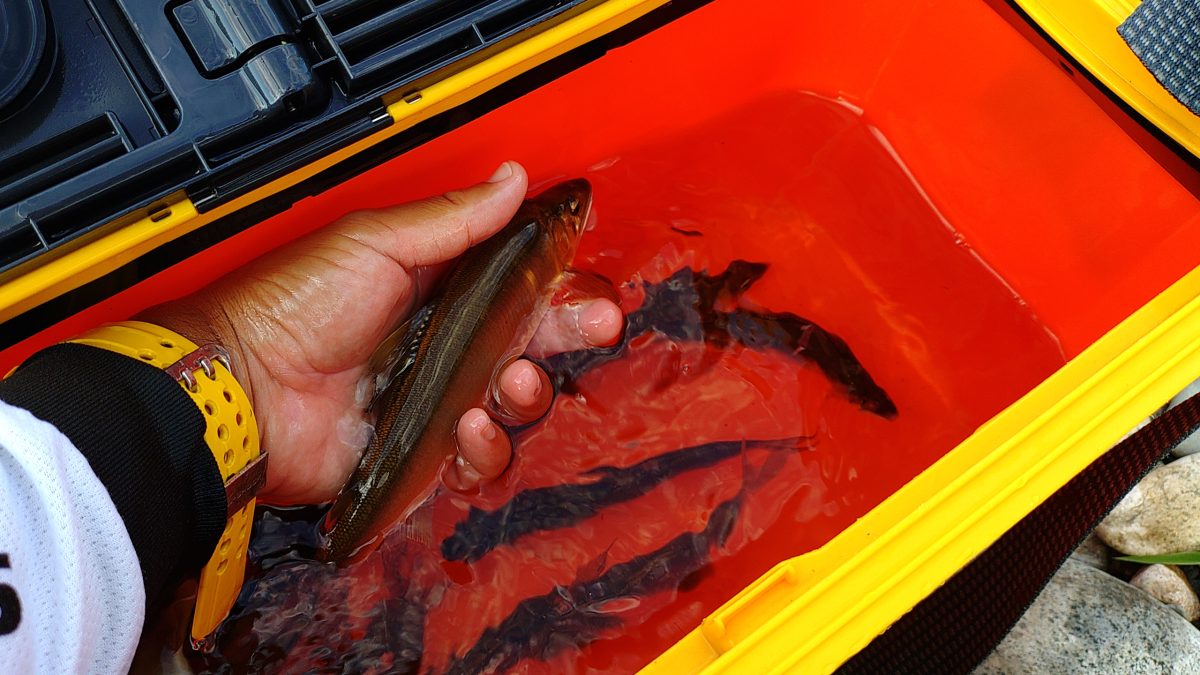 大物含む計14尾の野鮎