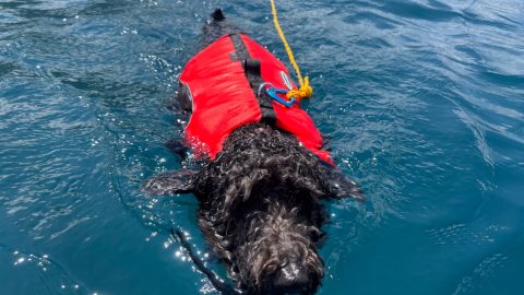 愛犬との水遊びにはこれ！安い、早い、水陸両用で機能的なフローティングリードの作り方