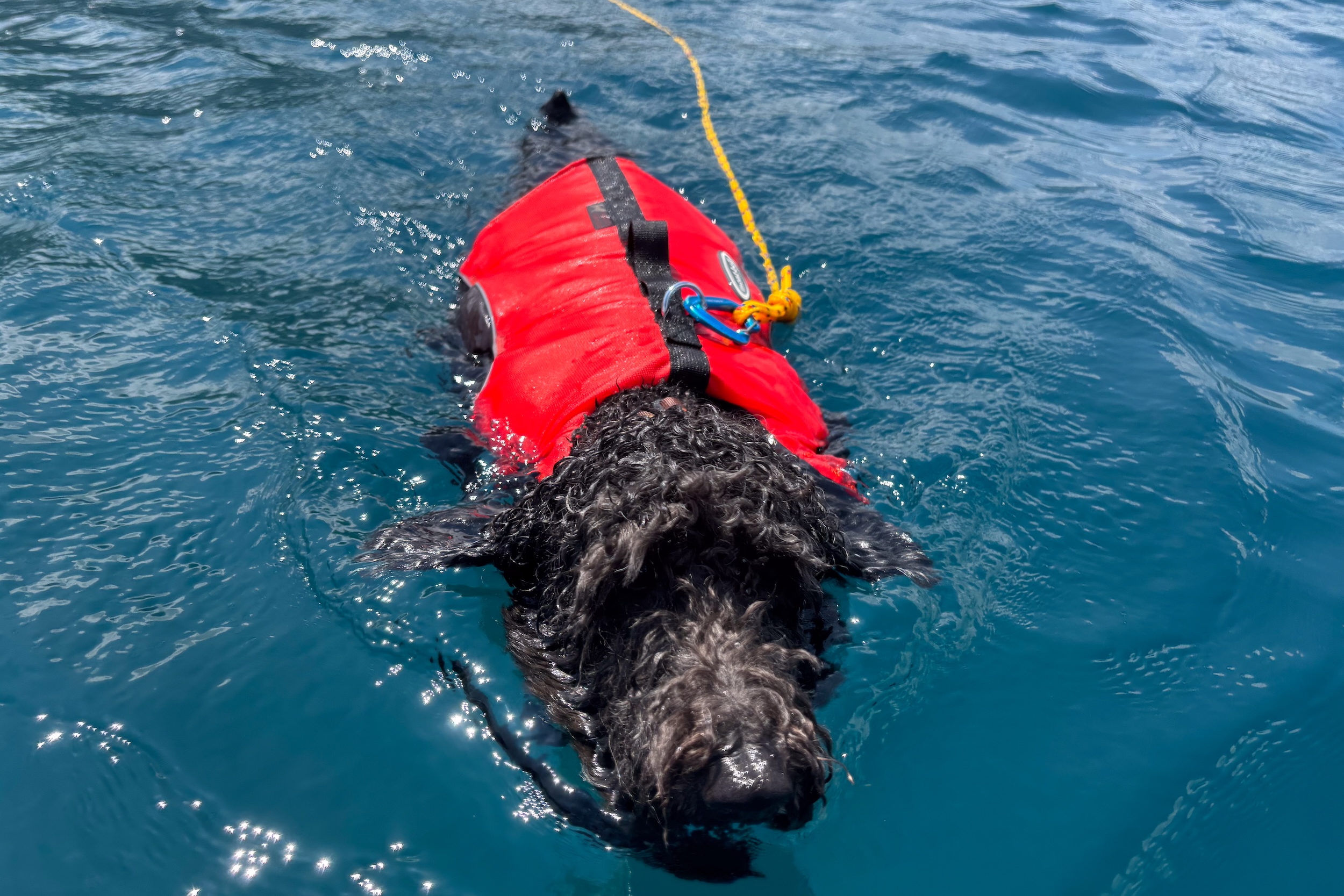 愛犬との水遊びにはこれ!安い、早い、水陸両用で機能的なフローティングリードの作り方