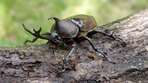 カブトムシのオスとメスの見分け方は？探し方や育て方も解説