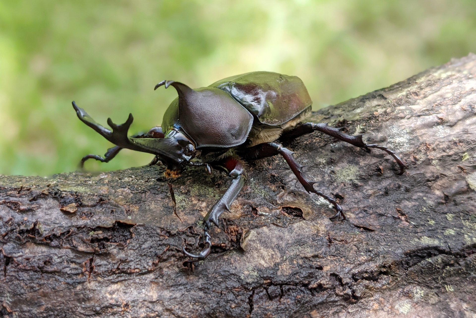 カブトムシのオスとメスの見分け方は？探し方や育て方も解説