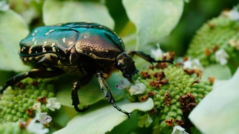 ハナムグリってどんな虫？コガネムシやカナブンとの違いも解説