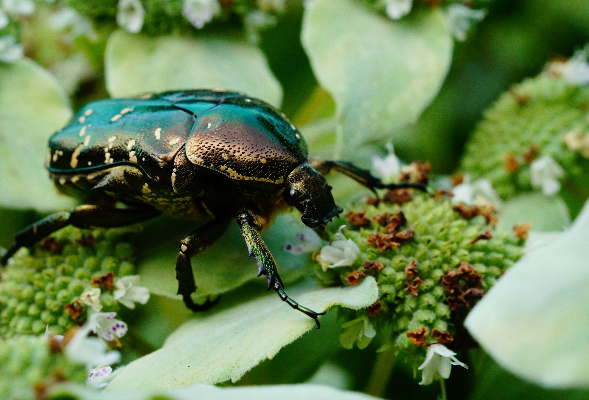 ハナムグリってどんな虫？コガネムシやカナブンとの違いも解説
