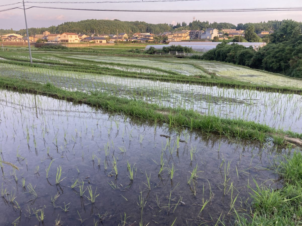 田んぼ