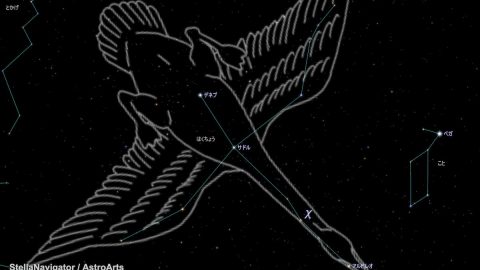 夏休みの自由研究テーマに！はくちょう座の変光星χと9月１日明け方の金星に注目