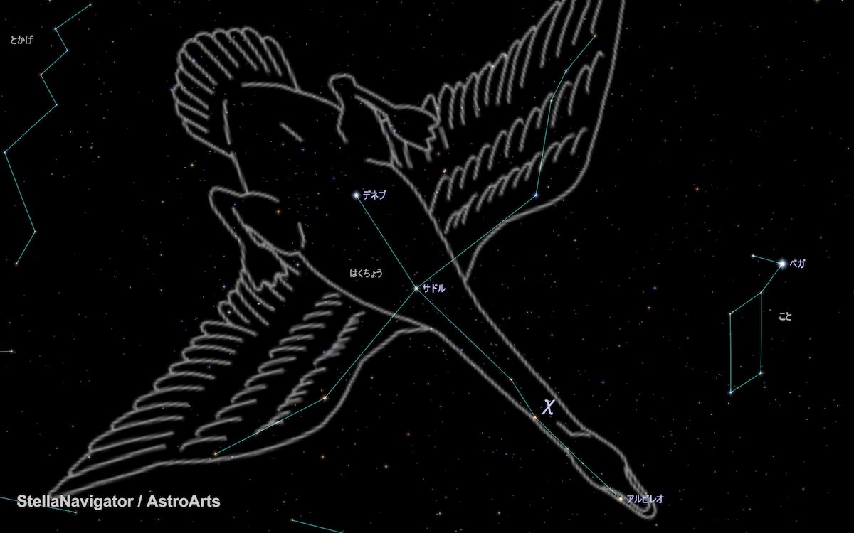 夏休みの自由研究テーマに!はくちょう座の変光星χと9月1日明け方の金星に注目