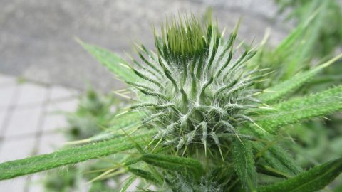 アレチウリ、オニノゲシ…除草作業中のトゲに注意！刺さると痛い雑草の見分け方と防ぎ方