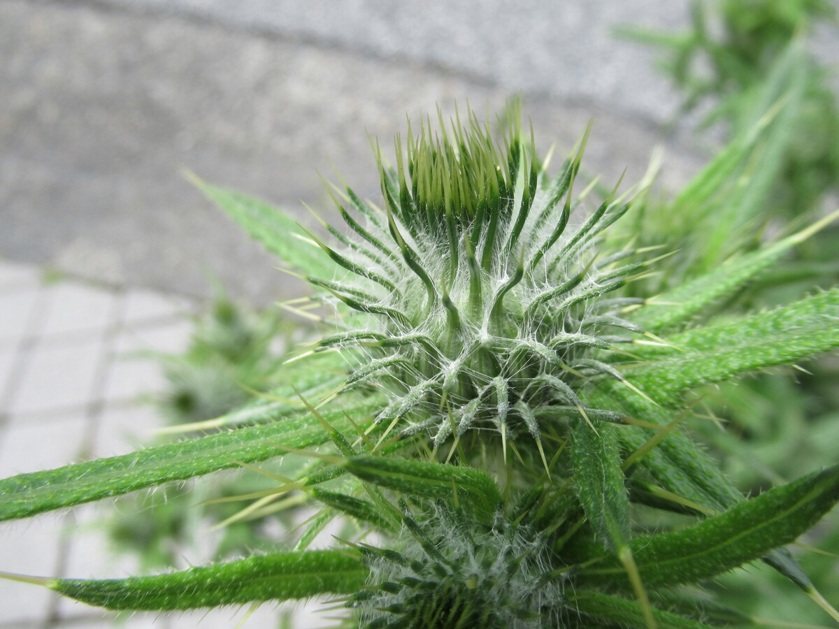 アレチウリ、オニノゲシ…除草作業中のトゲに注意!刺さると痛い雑草の見分け方と防ぎ方