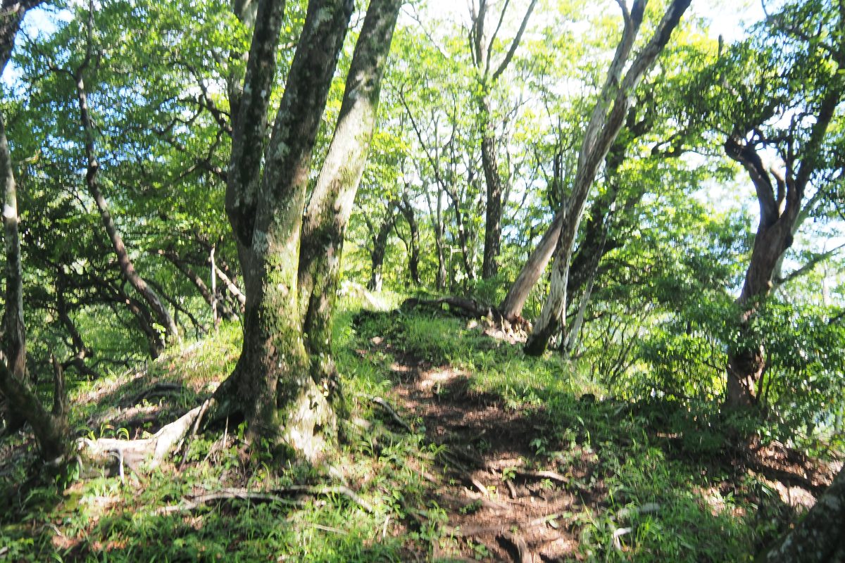 登山道