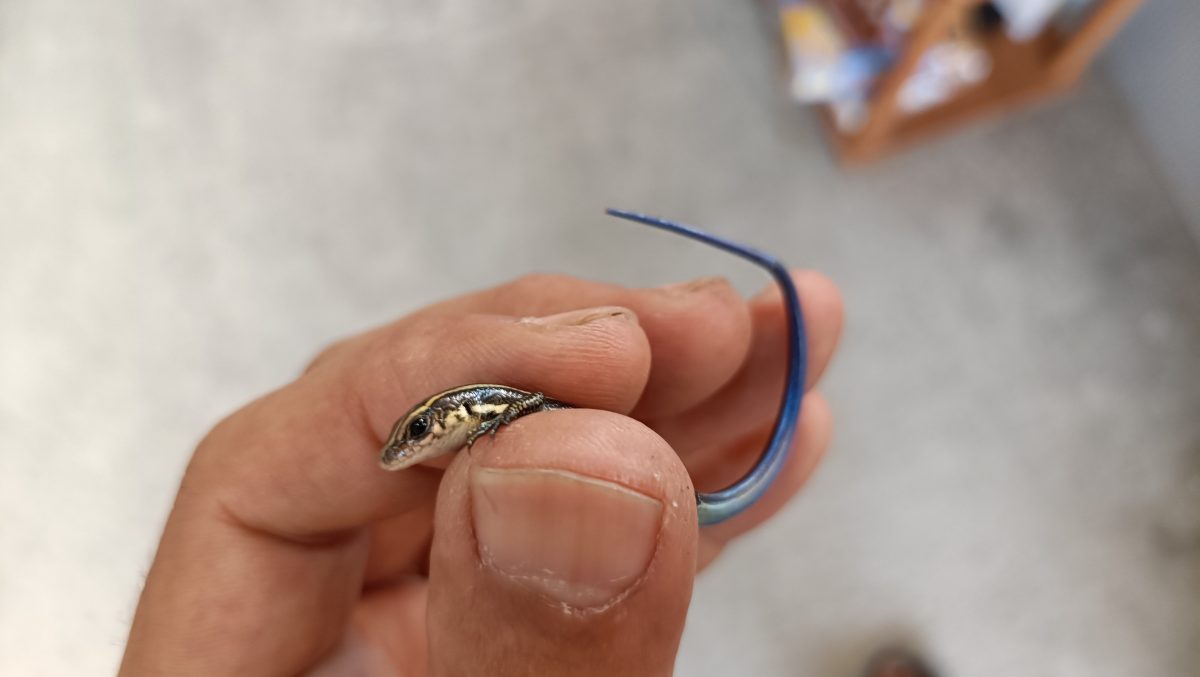 ニホントカゲを手で持っている様子。