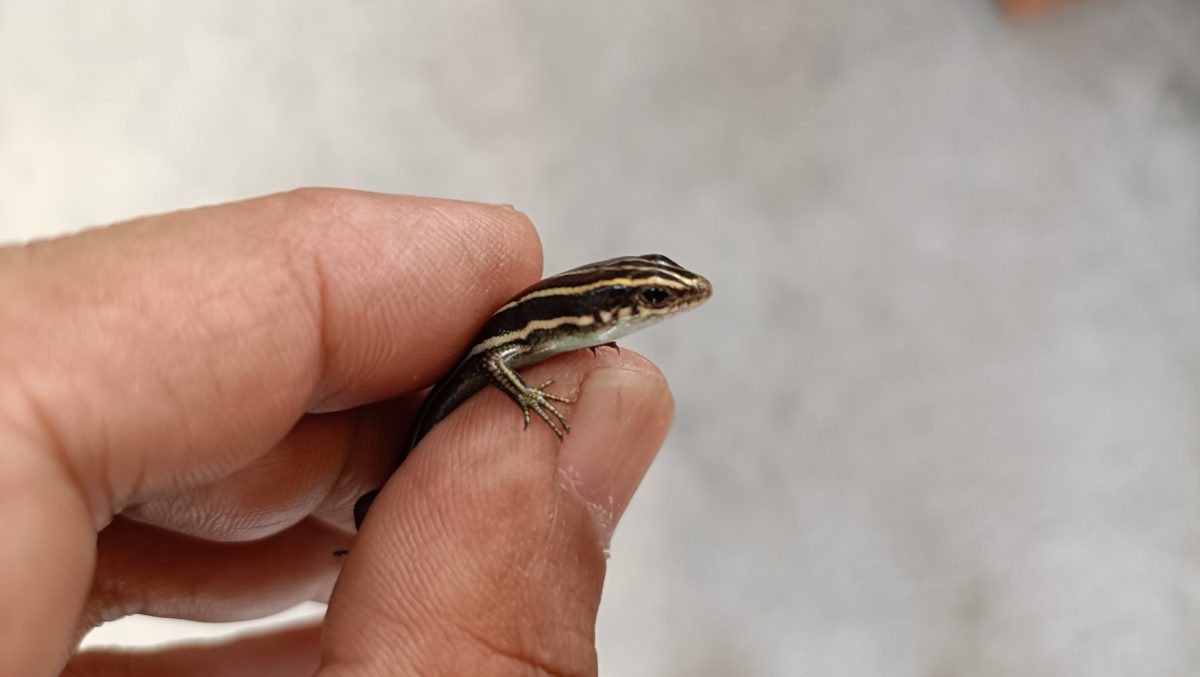 トカゲとカナヘビの違いはどこ?代表的な種類も解説!