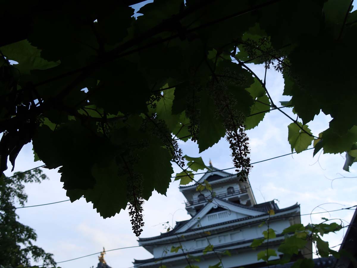 城の目の前には葡萄棚
