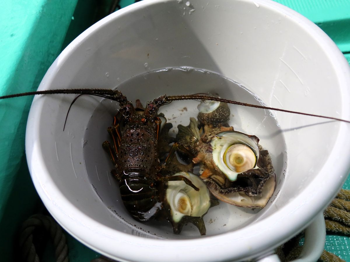 獲れた魚介類